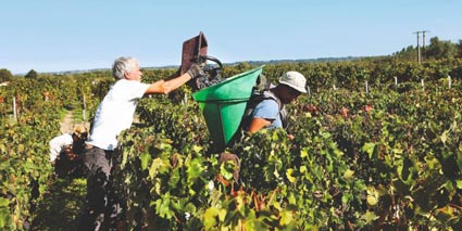 Chateau Deyrem Valentin Weinlese